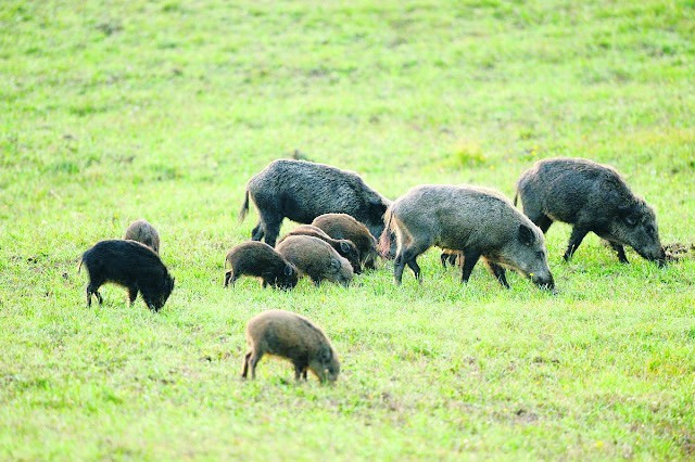 LAV: “EMERGENZA CINGHIALI? NO, EMERGENZA CACCIATORI!”