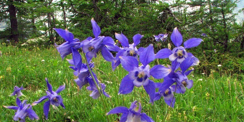 VALLE D’AOSTA Parco regionale Mont Avic