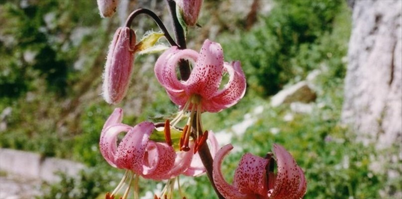 CAMPANIA Parco Partenio