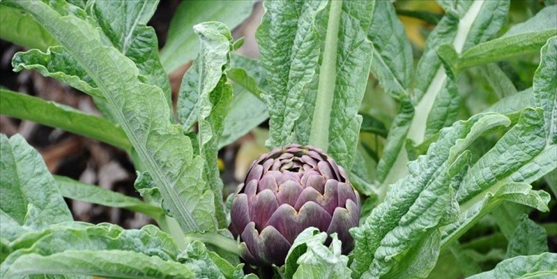 Incontri di educazione alimentare con il Carciofo di Paestum IGP in “Leguminosa” a Napoli