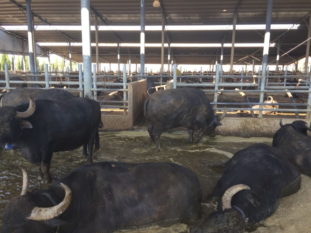 Capaccio Paestum, il biometano ha 33.696 buone ragioni